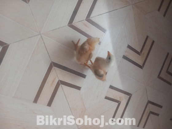 টাইগার মুরুগের বাচ্চা